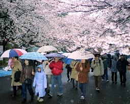 Snow falls on cherry blossoms